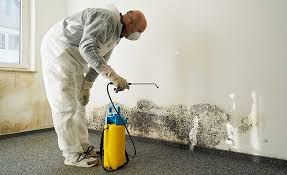 Reliable Jefferson, TX Mold Inspection Solutions